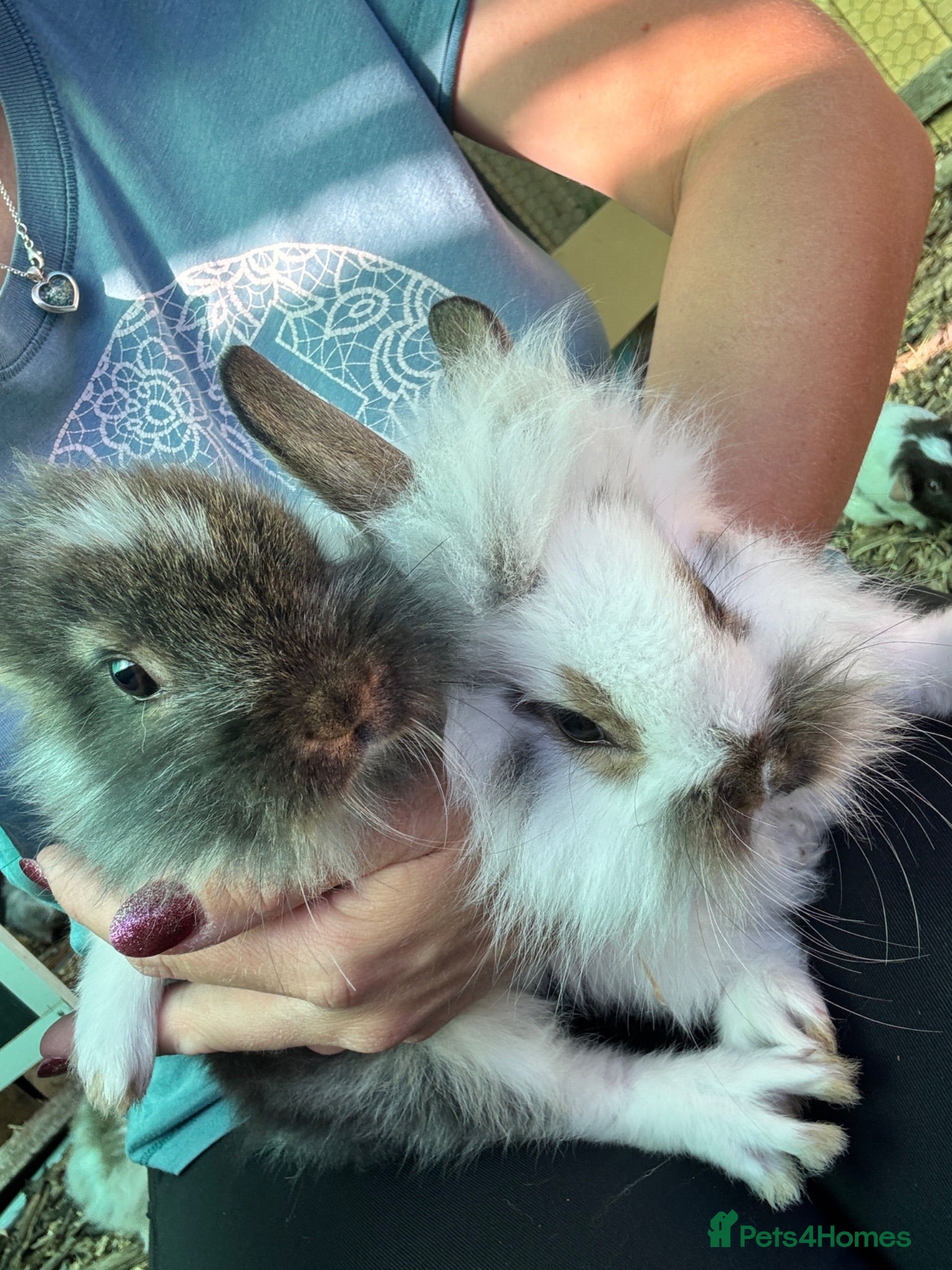 Mixed Breed rabbits 2 little girl bunnies left lop/teddy/lionhead - Advert 4
