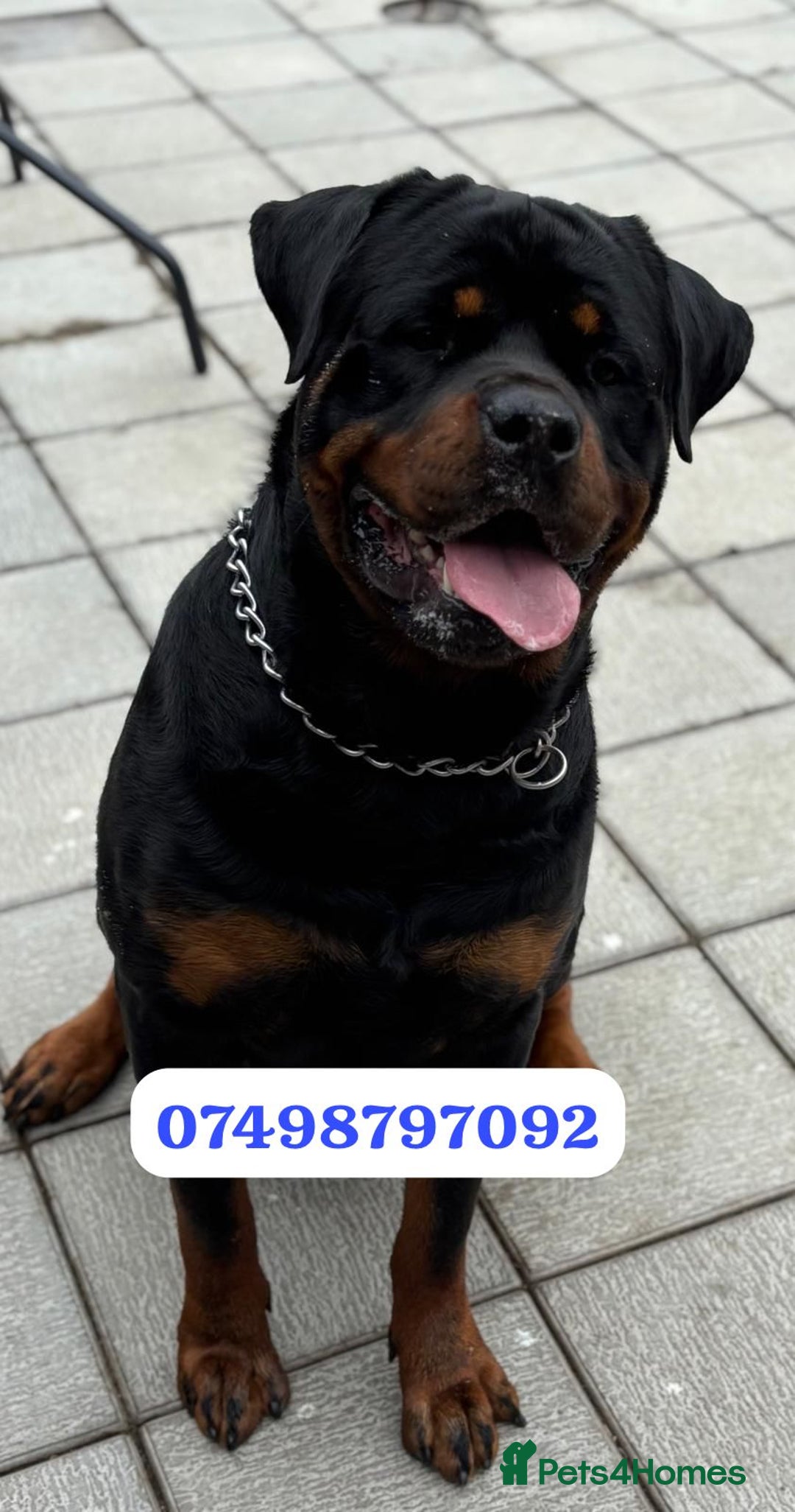 Rottweiler dogs for stud: Rottweiler for stud  - Advert 4