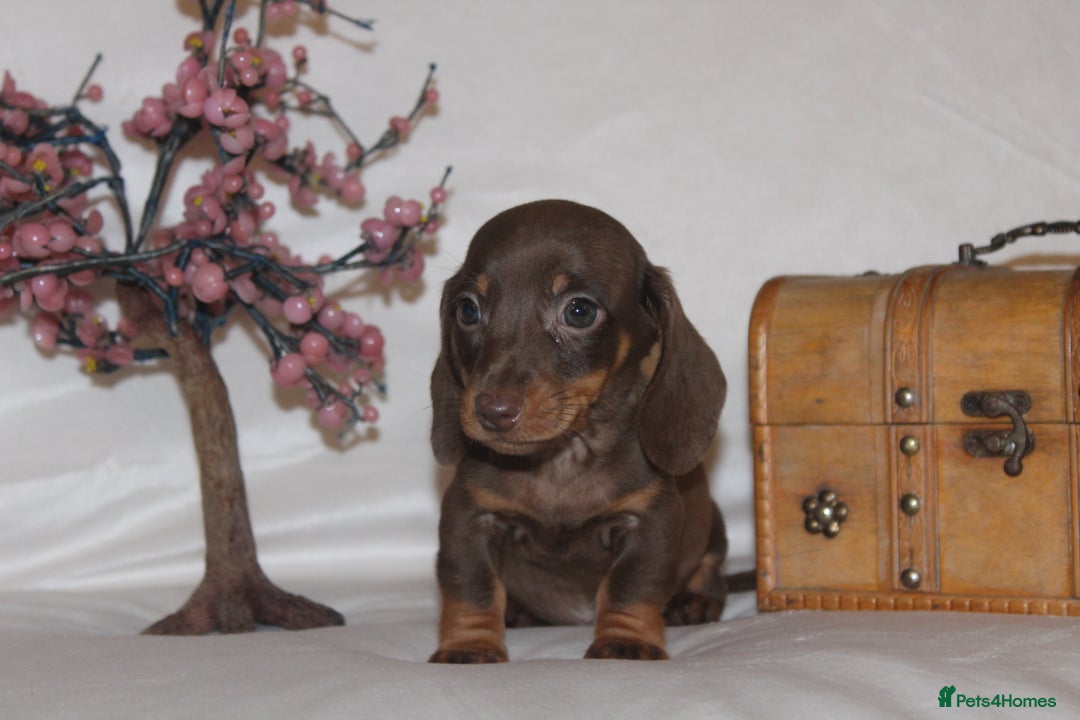 Dachshund dogs for sale: 🌿 Ultimate Miniature Dachshunds 🌿 - Advert 5