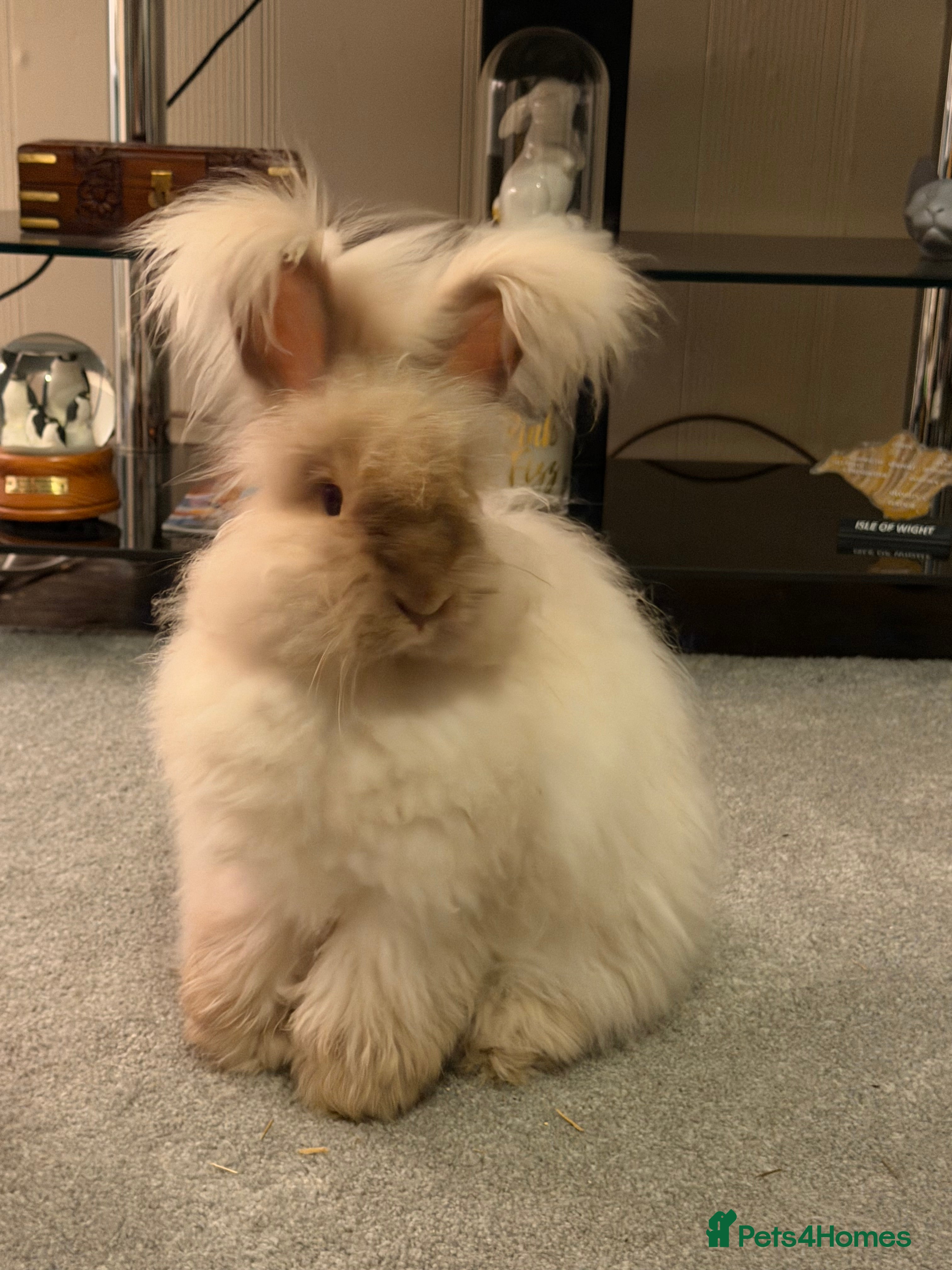 Angora rabbits Beautiful Full Faced English Angoras available  - Advert 19