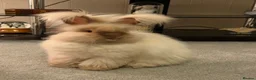 Angora rabbits for sale: Beautiful Full Faced English Angoras available  - Advert 1