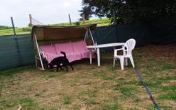 Mixed Breed dogs for adoption: An Adorable Labrador cross Boy - for a Loving Home - Image 7