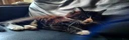 Mixed Breed cats for sale: Kitten Girl  - Advert 7