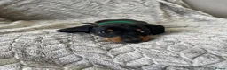 Miniature Dachshund dogs for sale: Miniature Dachshund  - Advert 5