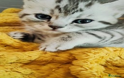 Scottish Fold cats for sale: ❤️Gorgeous Scottish Fold Straight ears kittens❤️ - Image 15