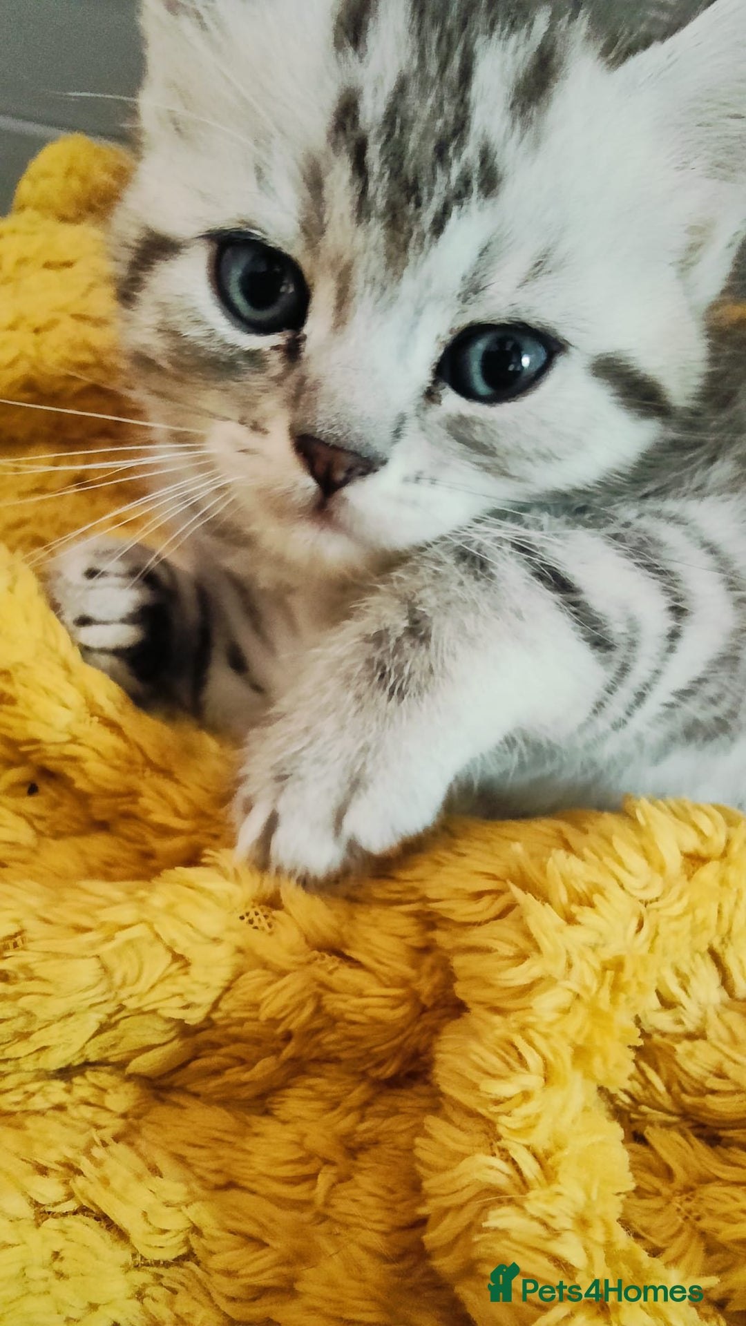 Scottish Fold cats for sale: ❤️Gorgeous Scottish Fold Straight ears kittens❤️ - Image 15