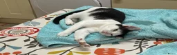 Mixed Breed cats for sale: Brother and sister , affectionate pair  - Advert 4