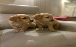 Golden Retriever dogs for sale: Gorgeous golden retriever puppies for sale - Image 3