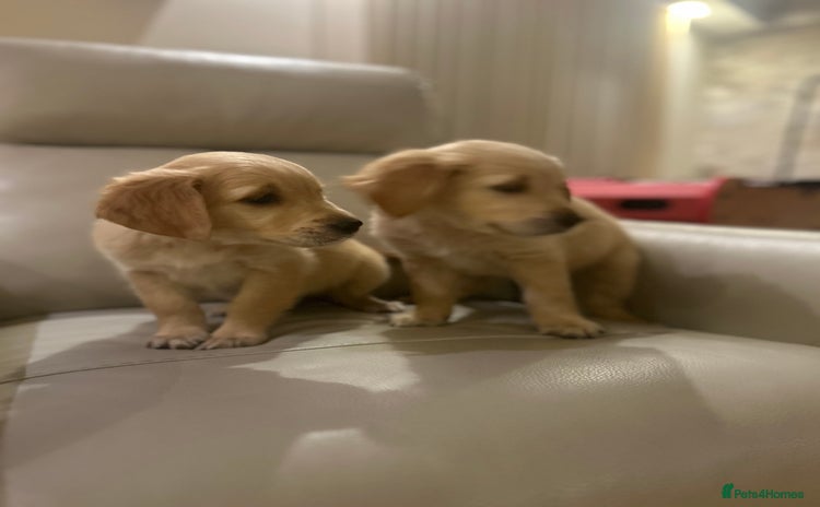 Golden Retriever dogs - Advert 15