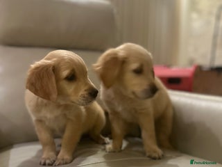 Golden Retriever dogs - Advert 4