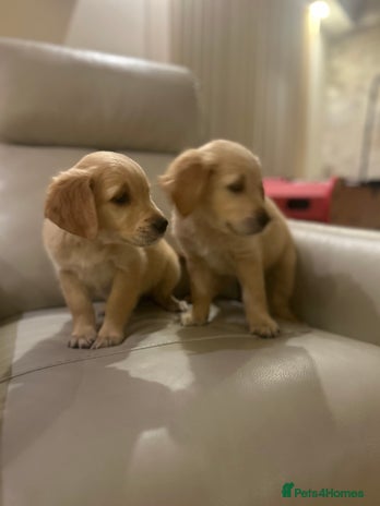Golden Retriever dogs - Advert 1