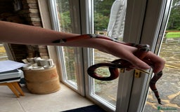Milk Snake reptiles for sale: Healthy 10 year old Mexican milk snake - Image 6