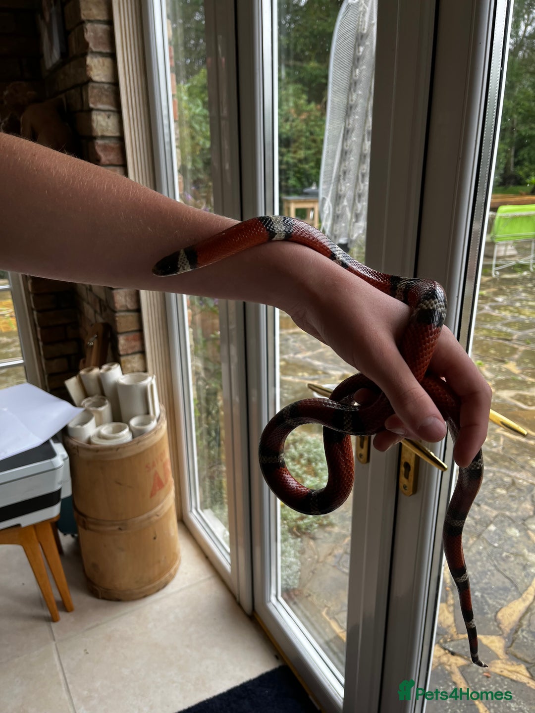 Milk Snake reptiles for sale: Healthy 10 year old Mexican milk snake - Image 6