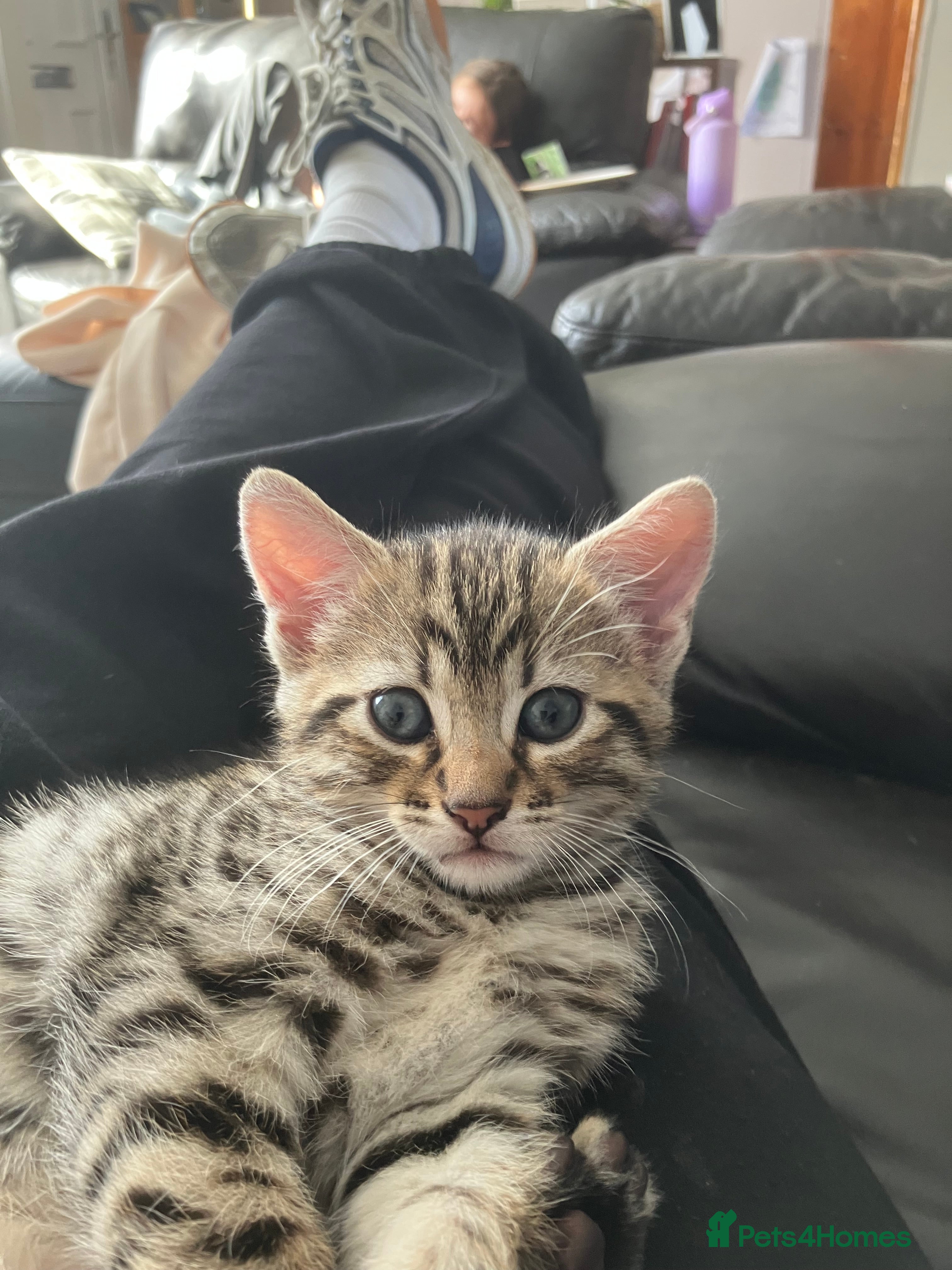 American Shorthair cats One male kitten - Advert 1