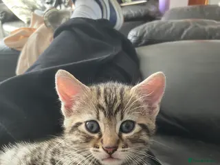 American Shorthair cats One male kitten - Advert 12