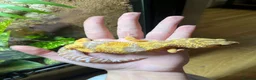 Leopard Gecko reptiles for sale: male and female leopard geckos plus tanks - Advert 8