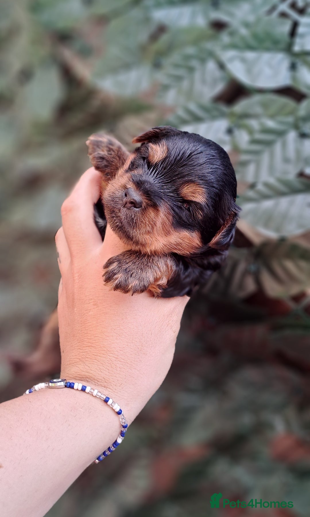 Yorkshire Terrier dogs for sale: Beautiful Biewer Yorkshire pups*LASTBOY Readynow* in Andover - Image 26