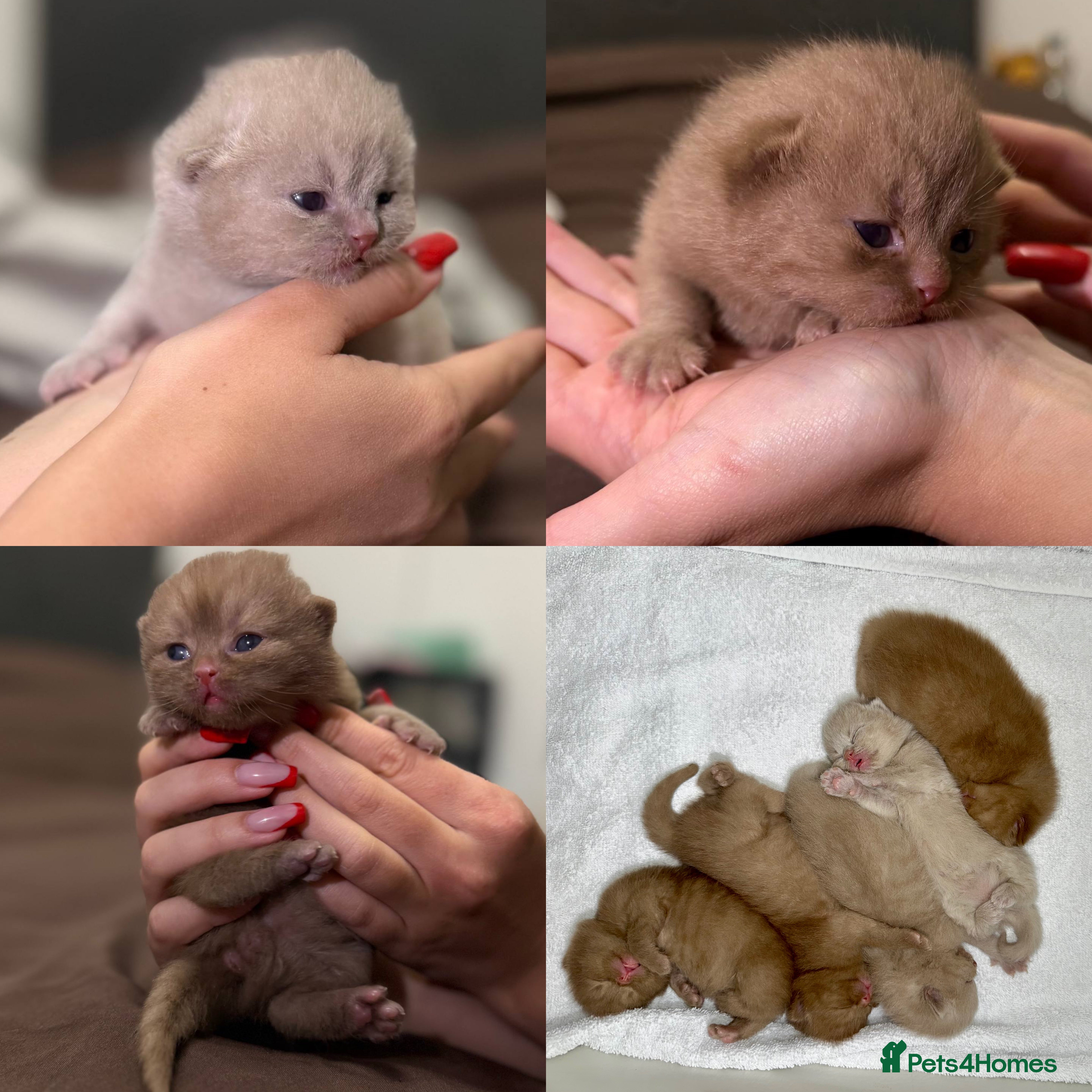 British Shorthair cats Luxury British Shorthair Kittens | Cinnamon & Fawn - Advert 4