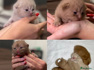 British Shorthair cats Luxury British Shorthair Kittens | Cinnamon & Fawn - Advert 2