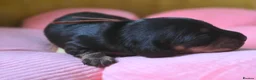 Miniature Dachshund dogs for sale: Beautiful kc registered miniature dachshund pups🐶 - Advert 7
