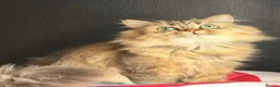 Persian cats for sale: Purebred Chinchilla Persian  - Advert 3