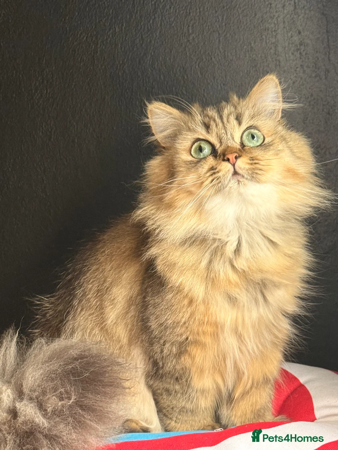 Persian cats for sale: Purebred Chinchilla Persian  - Advert 3