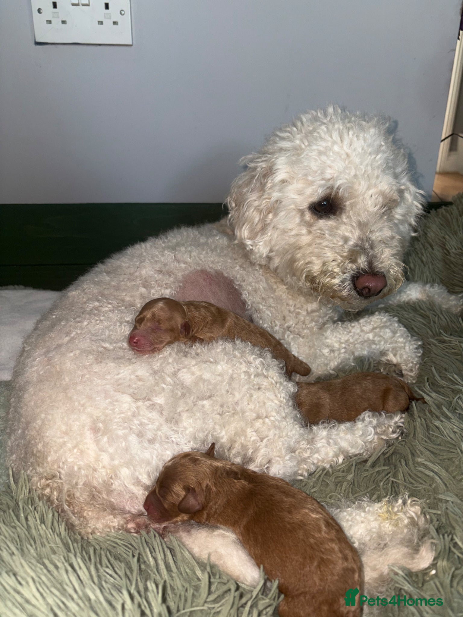 Miniature Poodle dogs for sale: Red Miniature poodle puppy’s 🐩🤍🐾 in Diss - Advert 7