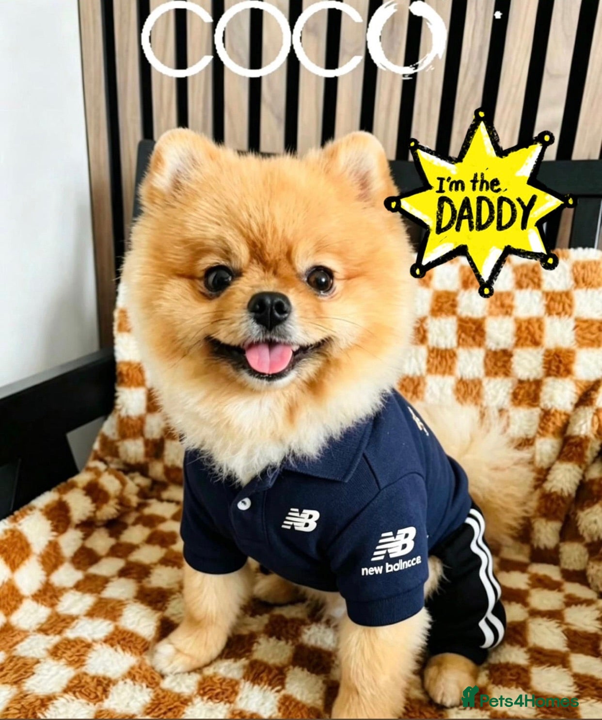 Pomeranian dogs ✨Super Rare Fluffy Poms🐾🐶✨💜🤎🩶🩵 - Advert 2