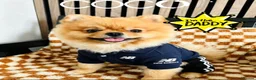 Pomeranian dogs for sale: 👀2 🐶 Left  ✨Four Mini Little Gems💎🐾🐶✨💜🧡🩶🤎 - Advert 8