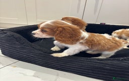 Cavalier King Charles Spaniel dogs for sale: Beautiful cavaliers looking for forever homes - Image 12
