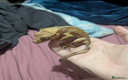 Gecko reptiles for sale: Crested Gecko + Tank - Image 3