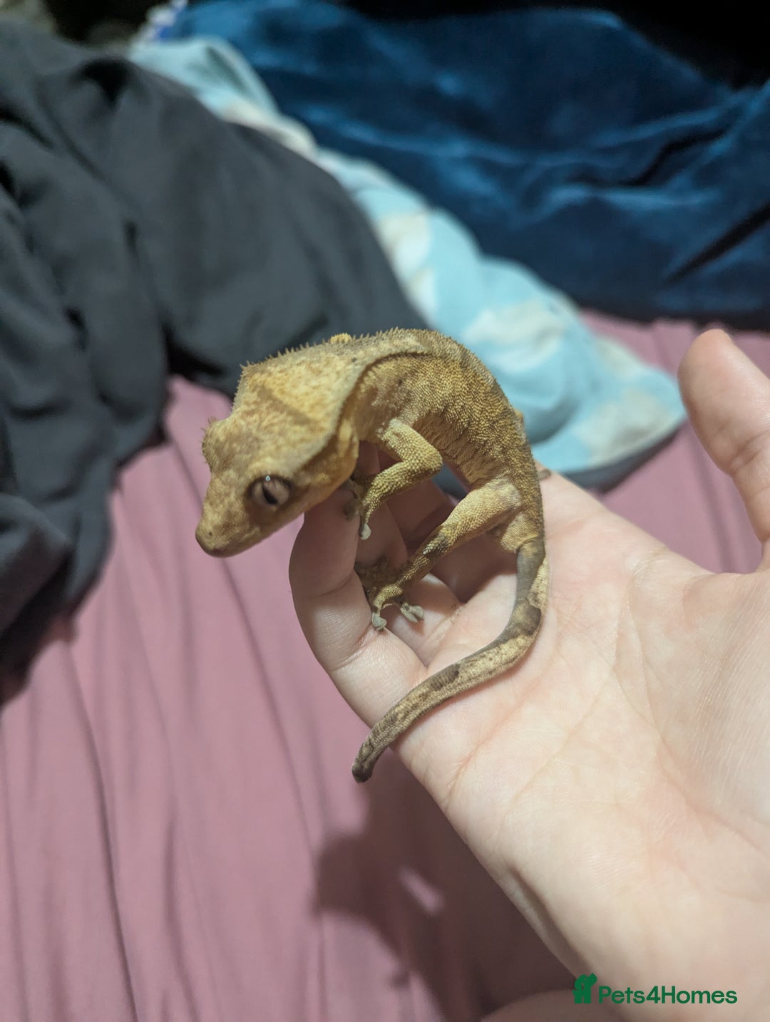 Gecko reptiles for sale: Crested Gecko + Tank - Image 3