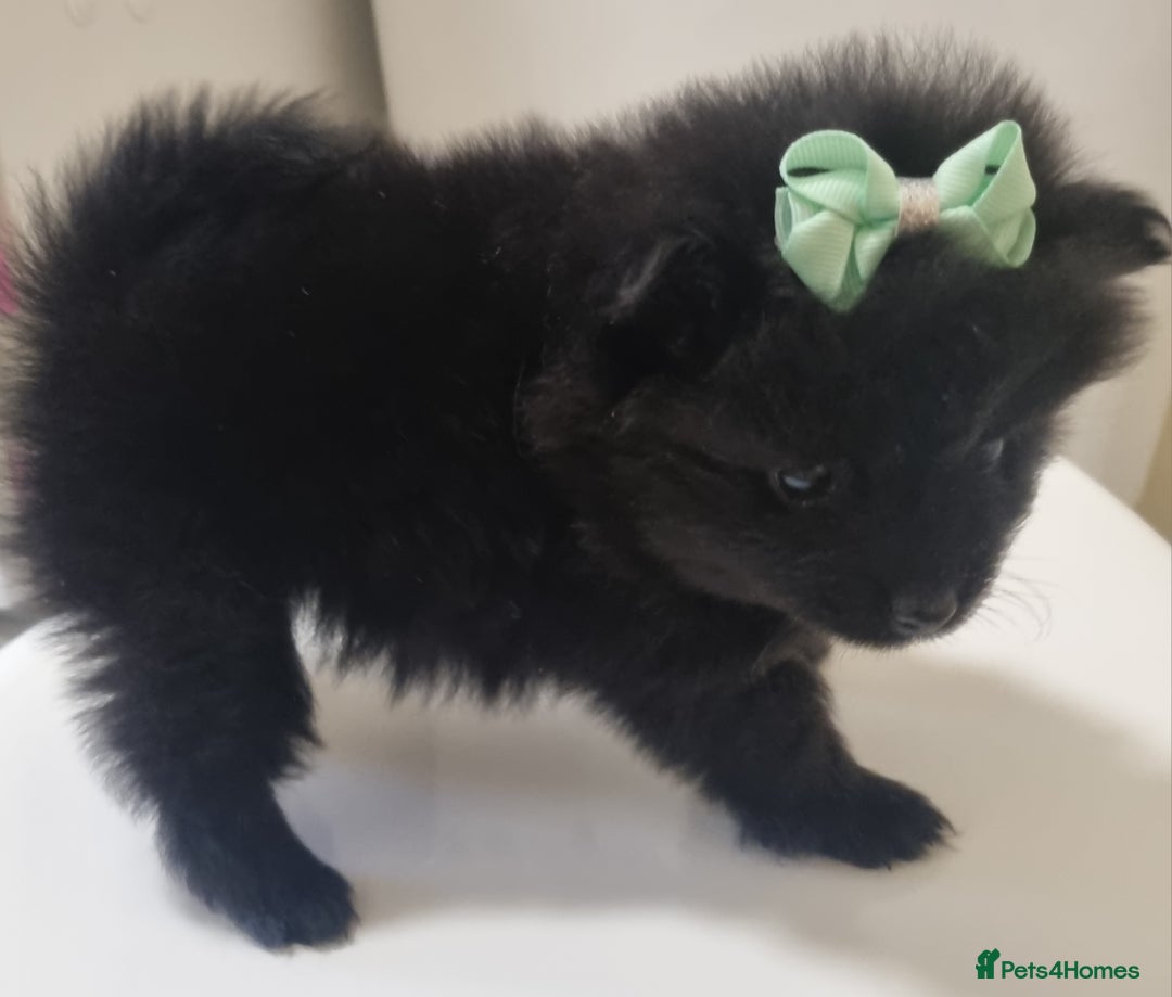 Pomeranian dogs for sale: Beautiful litter xxsmall teddy bear poms  - Image 15