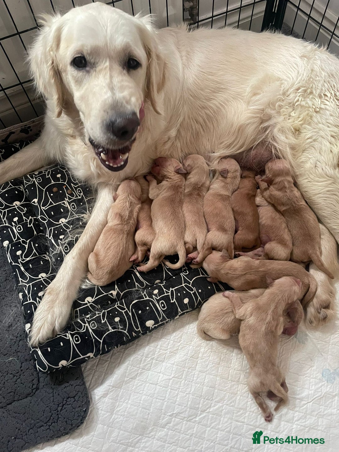 Golden Retriever dogs for sale: Golden retriever pups looking for forever homes  - Image 6