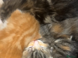 Mixed Breed cats kittens (caption) - Advert 16