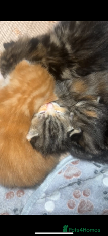 Mixed Breed cats kittens (caption) - Advert 14