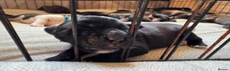Mixed Breed dogs for sale: Tibetan Saint Puppies - 2nd Generation  - Advert 14