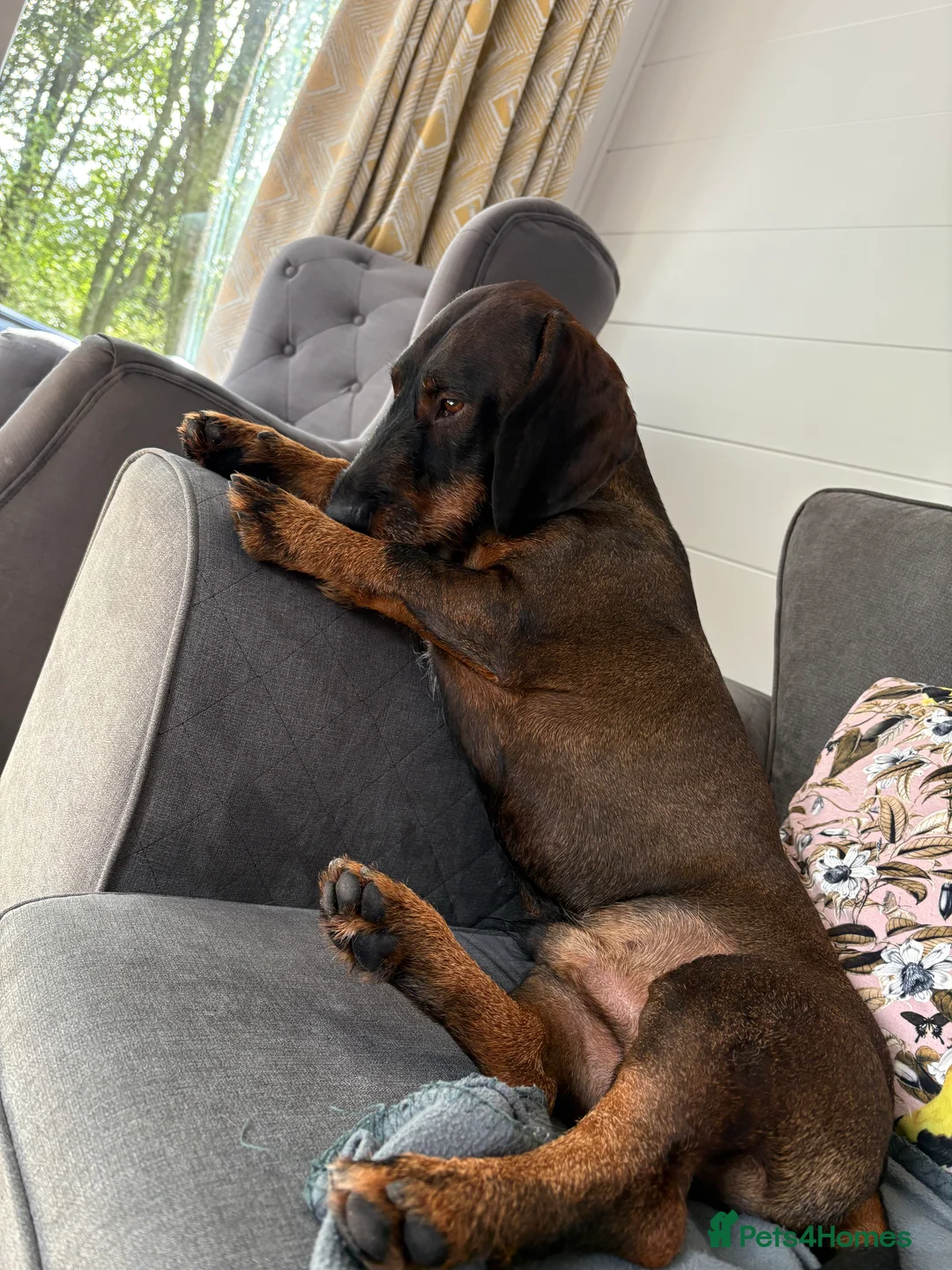 Dachshund dogs for stud: Dachshund standard (Teckle)  - Advert 3