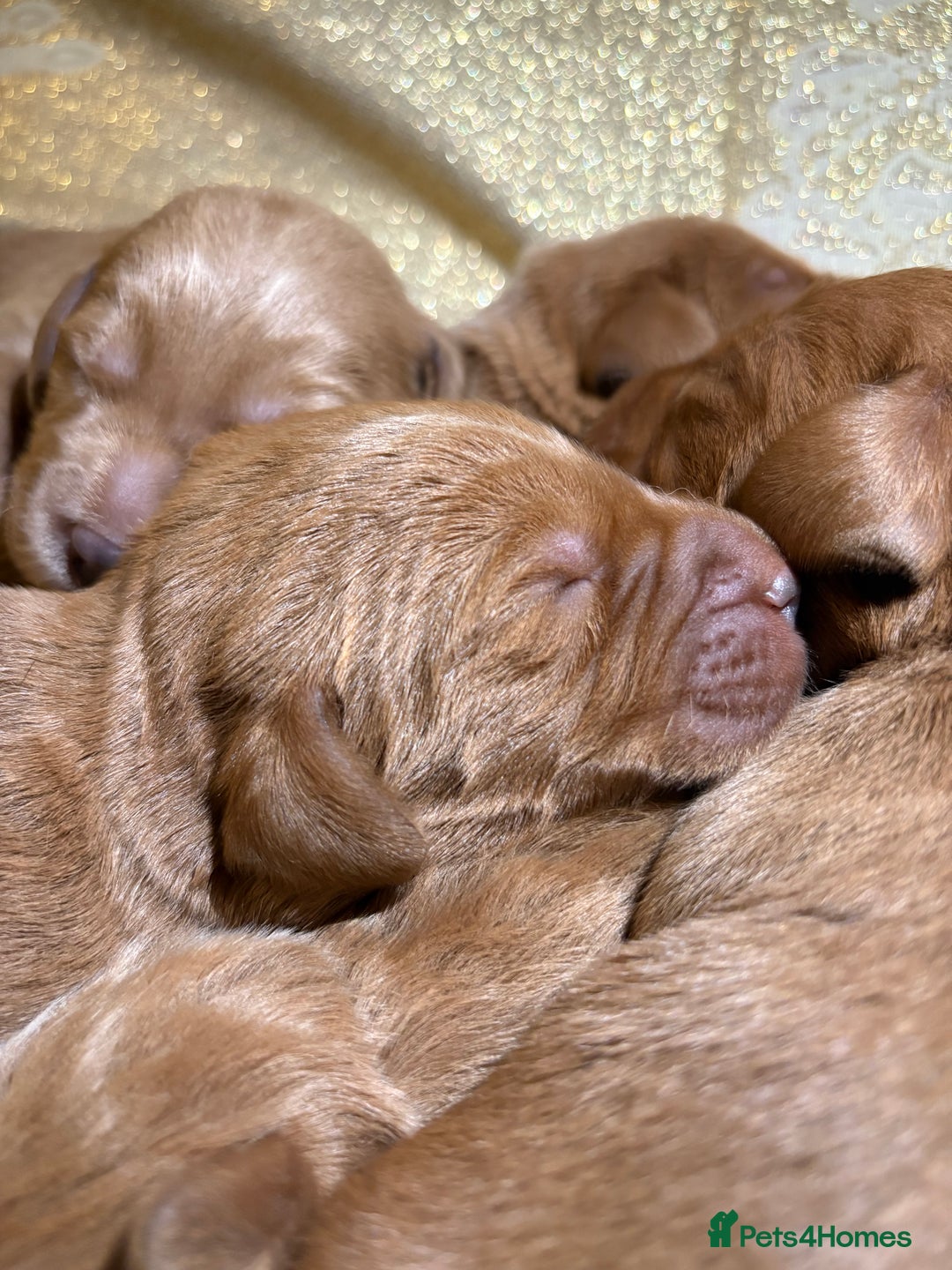 Labradoodle dogs for sale: Beautiful Red Labradoodles for sale  - Advert 6