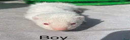 Ferret rodents for sale: 3 Standard Size Working Ferrets For Sale - Advert 3