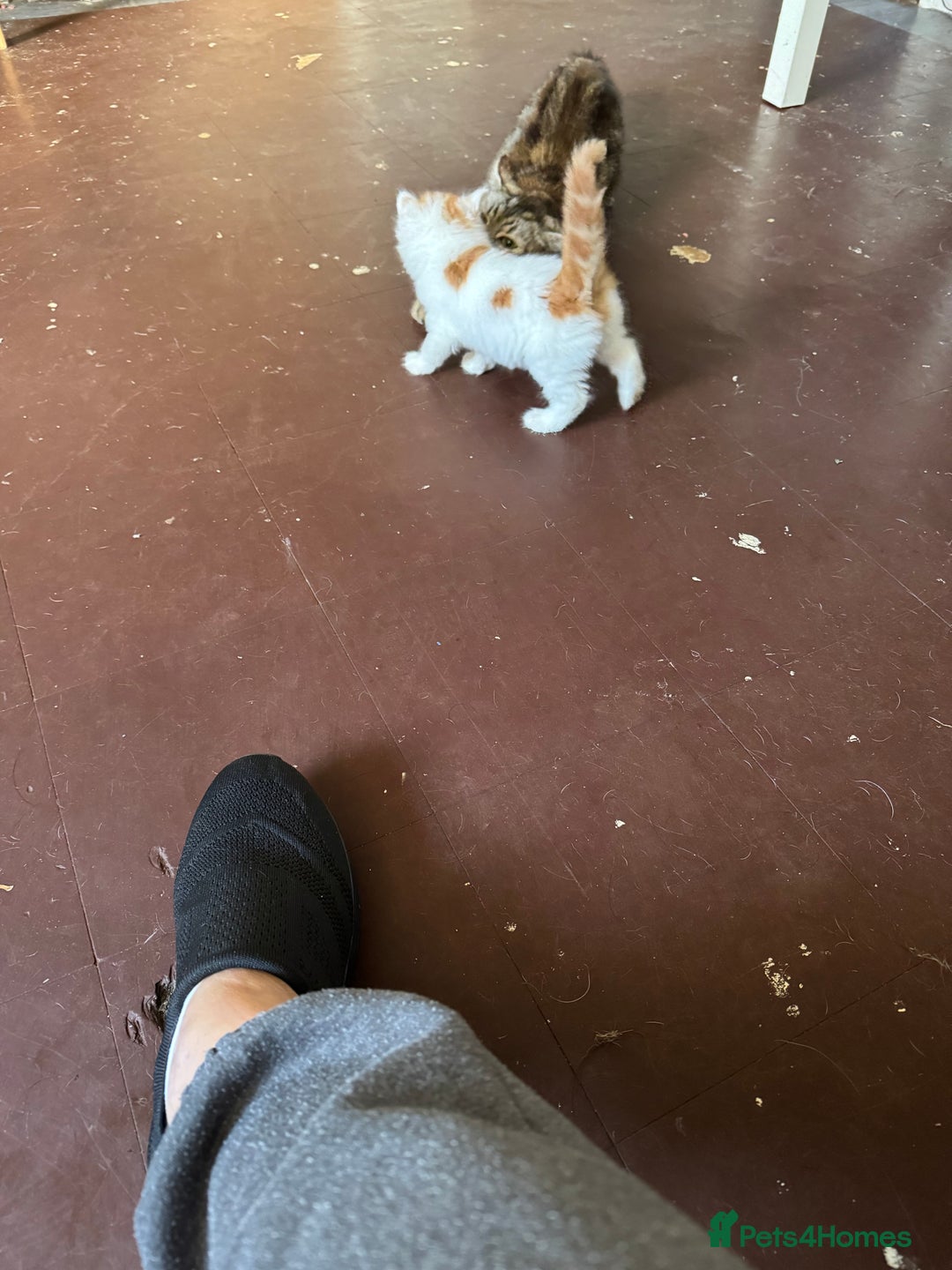 Mixed Breed cats for sale: 2 gorgeous kittens  - Image 1
