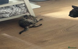 Mixed Breed cats for sale: Lovely little tabby kittens - Image 2