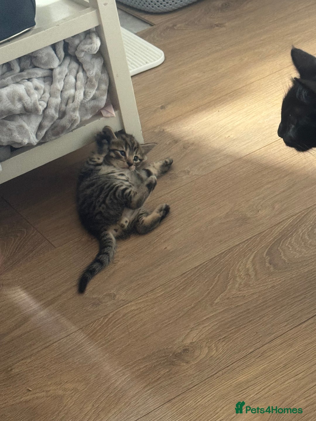 Mixed Breed cats for sale: Lovely little tabby kittens - Image 2