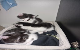 Mixed Breed cats for sale: 🐾 Adorable Kittens Looking for Loving Homes 💕 - Image 7