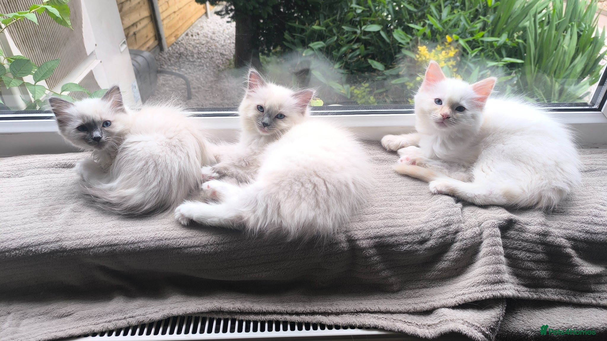 Ragdoll cats Beautiful ragdolls READY TO LEAVE FOR NEW HOME  - Advert 2