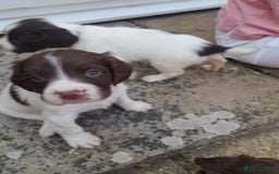 English Springer Spaniel dogs for sale: Liver & White working springer spaniel pups - Image 2