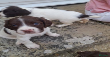 English Springer Spaniel dogs - Advert 16