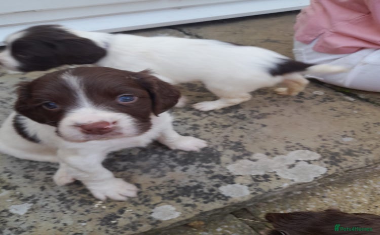 English Springer Spaniel dogs - Advert 2