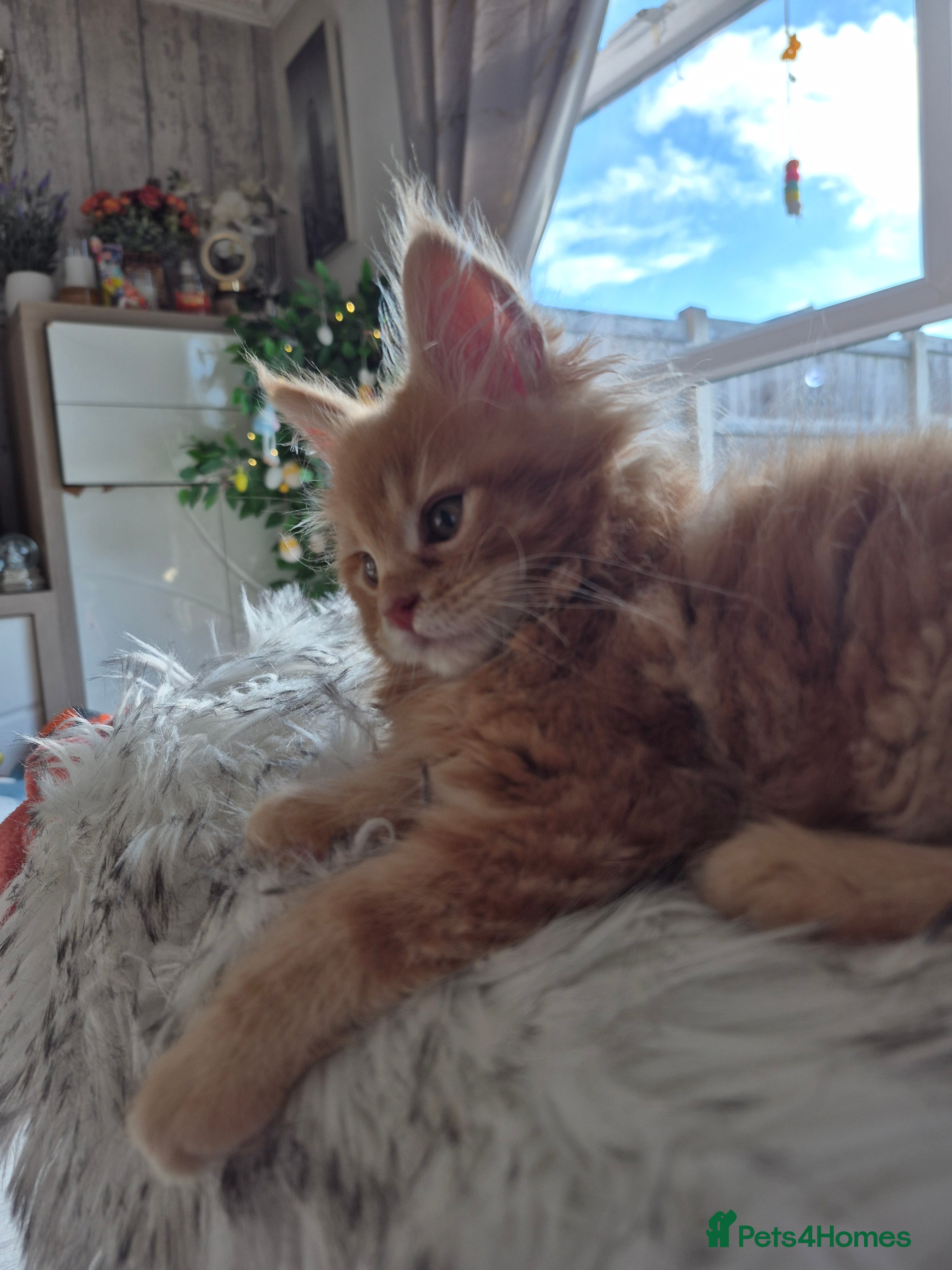 Maine Coon cats Beautiful Maine Coon Kittens–Ready for new Homes  - Advert 2