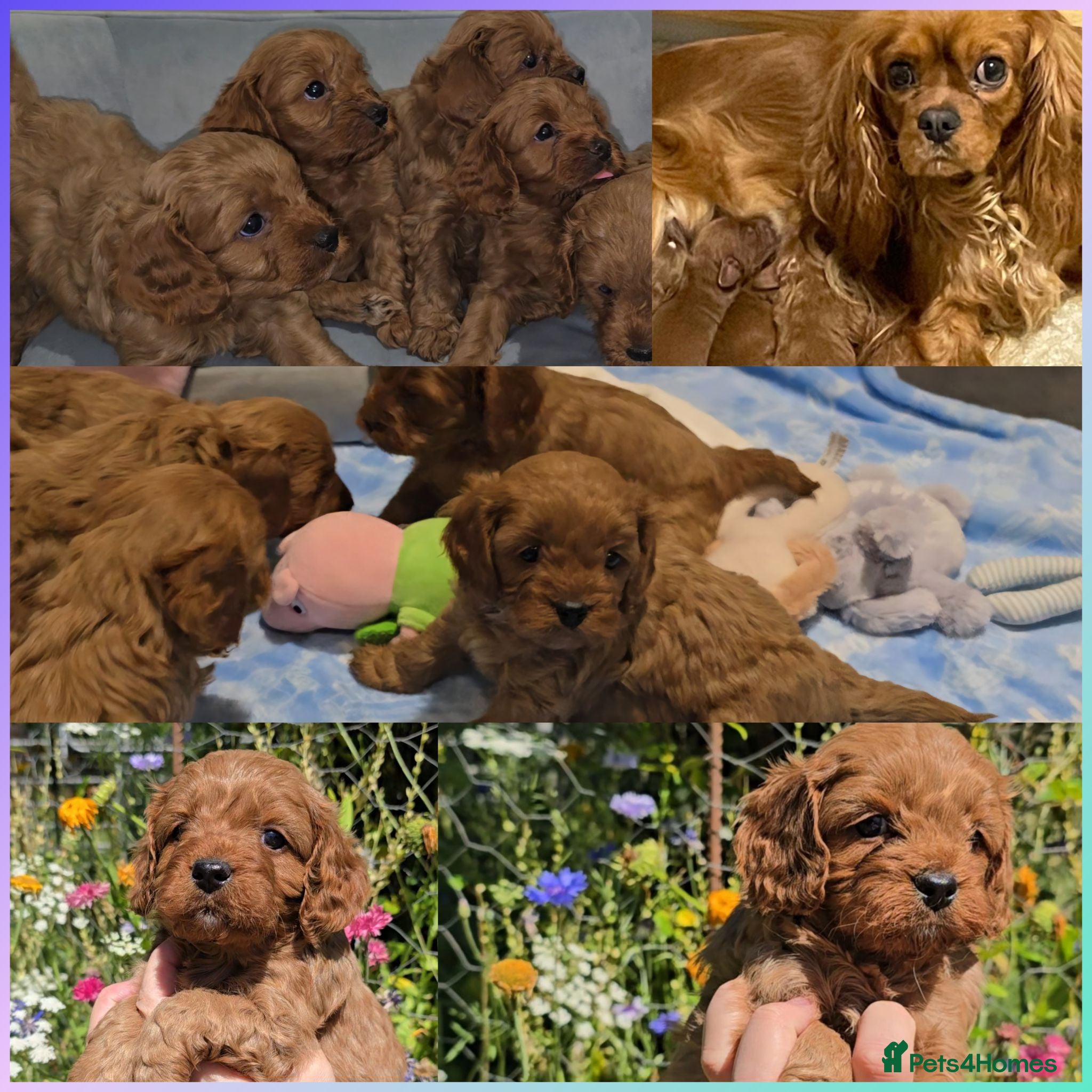 Cavapoo dogs 🐶Ruby Red Tiny Toy Cavapoo Puppies 🐶 - Advert 16